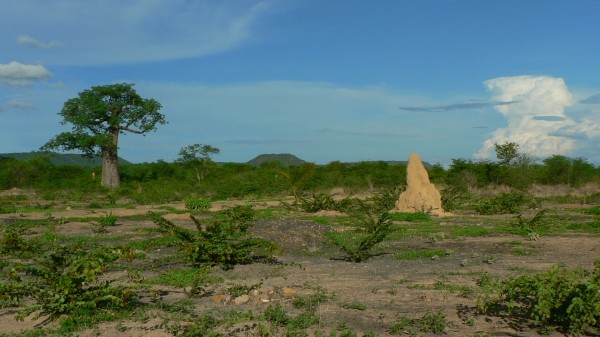 Baobab a termitit