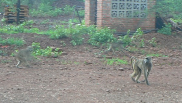Pavini