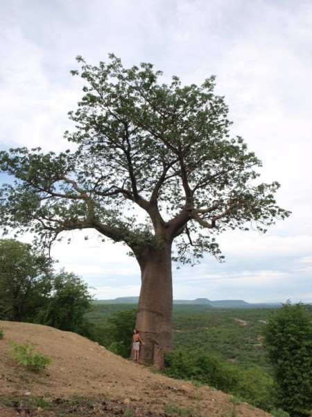 Baobab hill