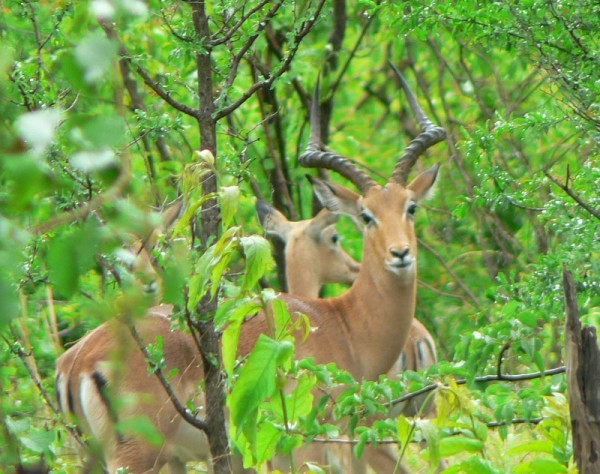 antilopa (impala)