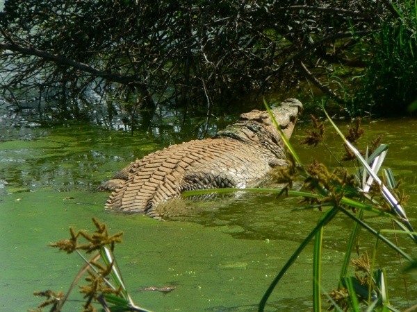 krokodl