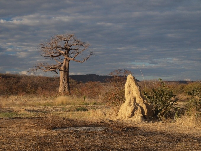 baobab idylka