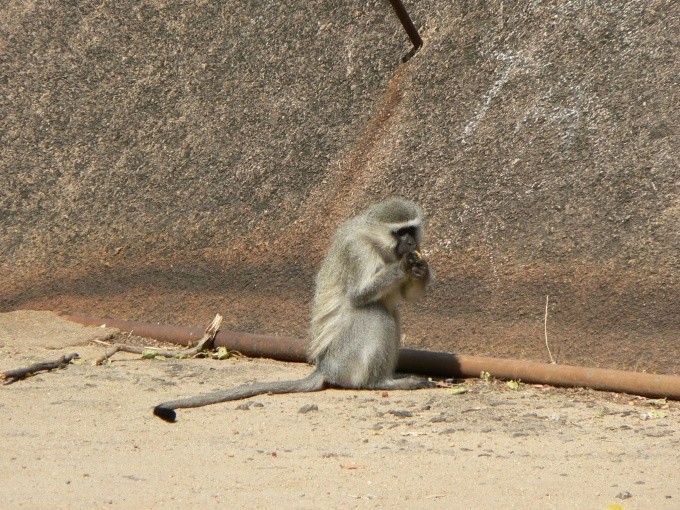 kokodan