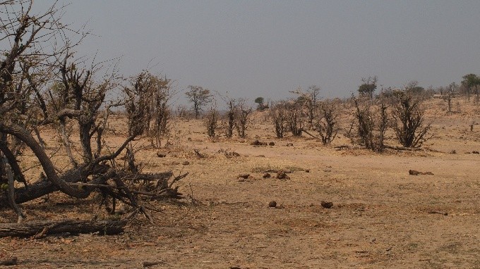 safari 02