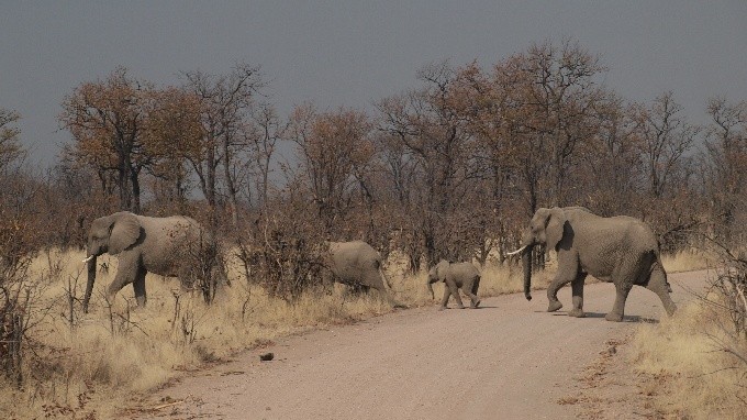 safari 05
