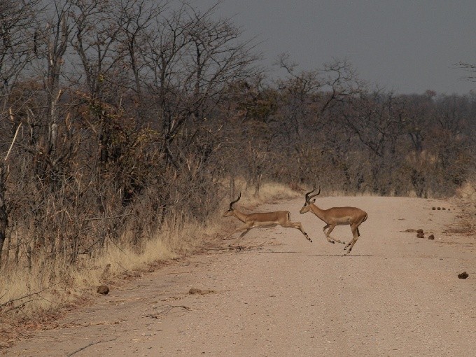 safari 06