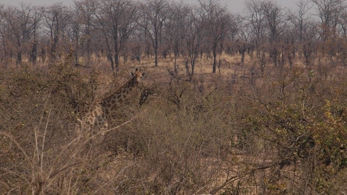 safari 07