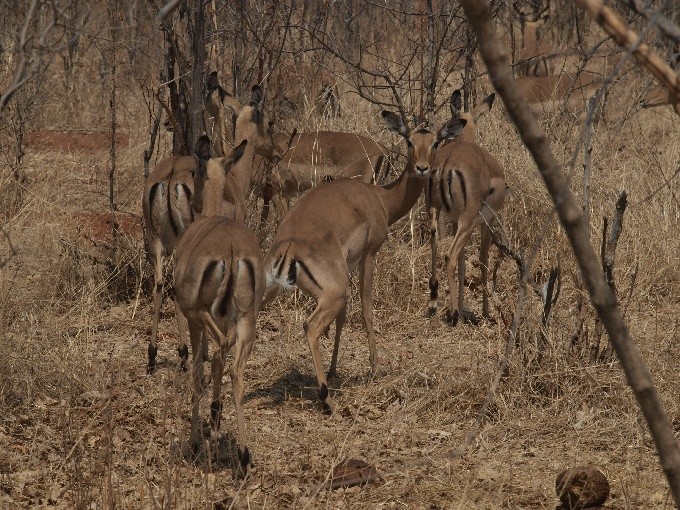 safari 09
