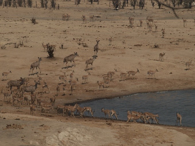 safari 10