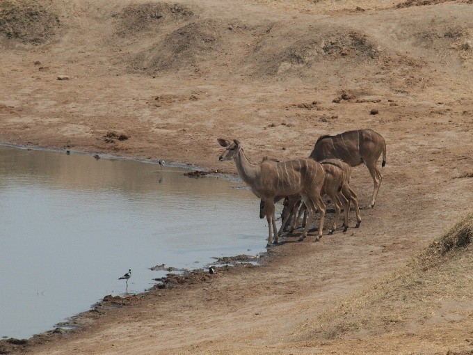 safari 15