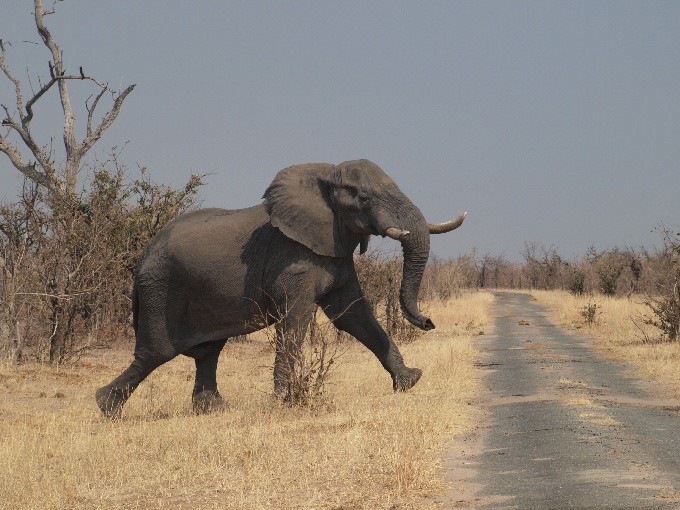 safari 19