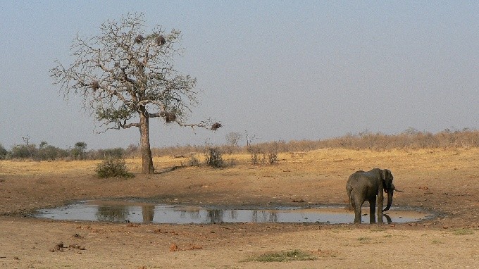 safari 21
