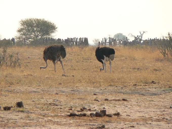 safari 23