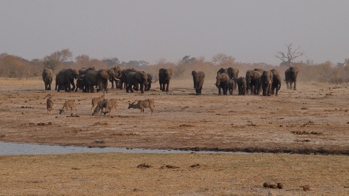 safari 24
