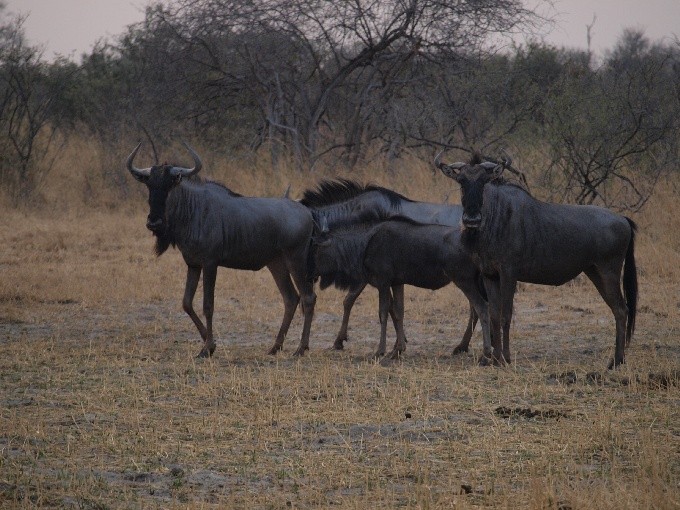 safari 28