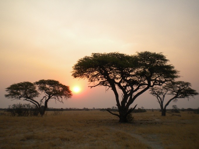 safari 30
