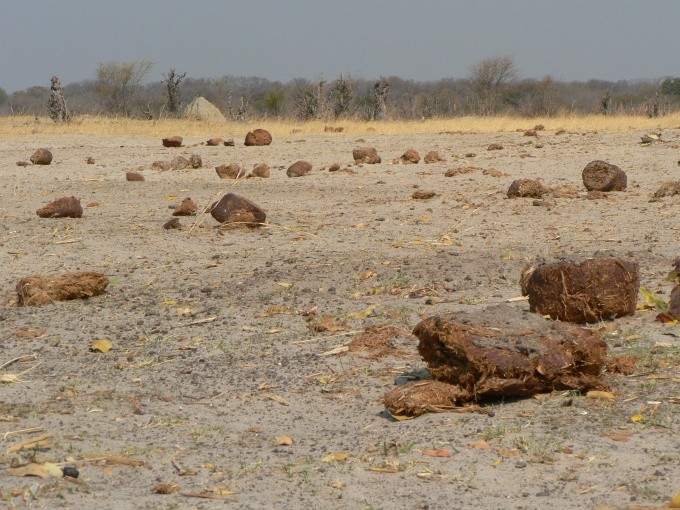 safari 02b
