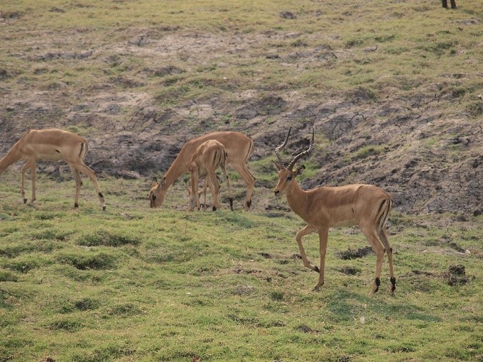 Botswana 12