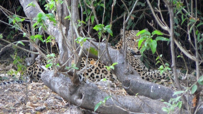 Botswana 15