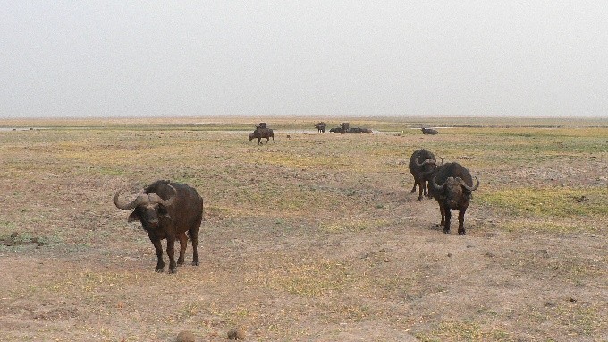 Botswana 19