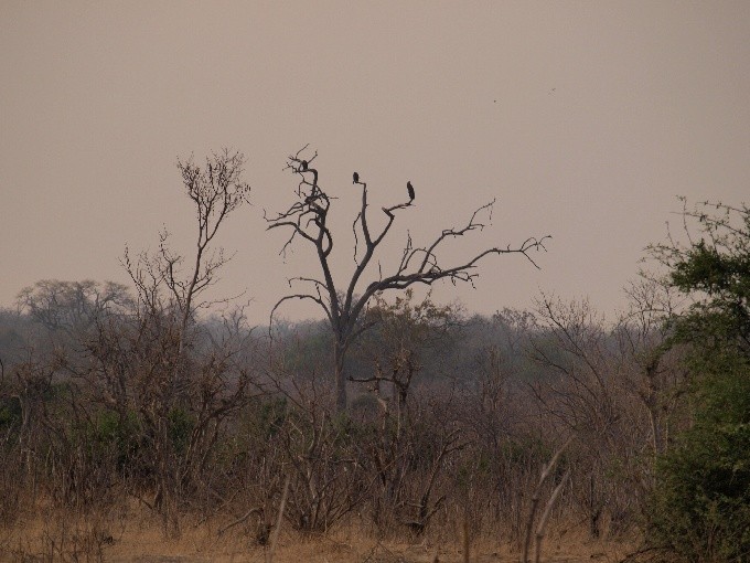 Botswana 20