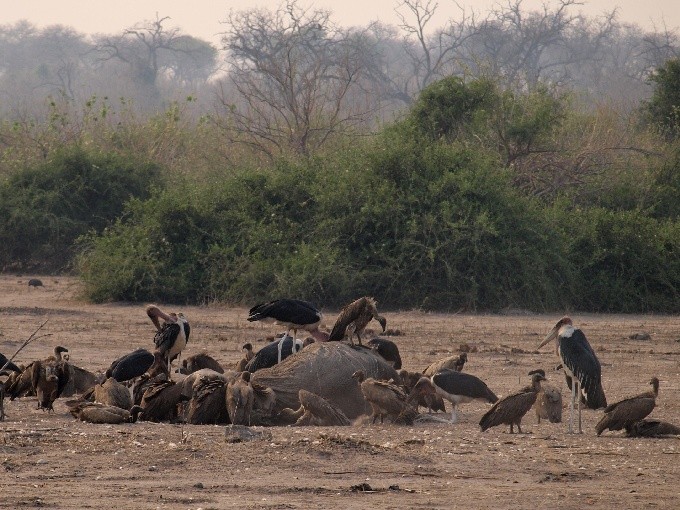 Botswana 22