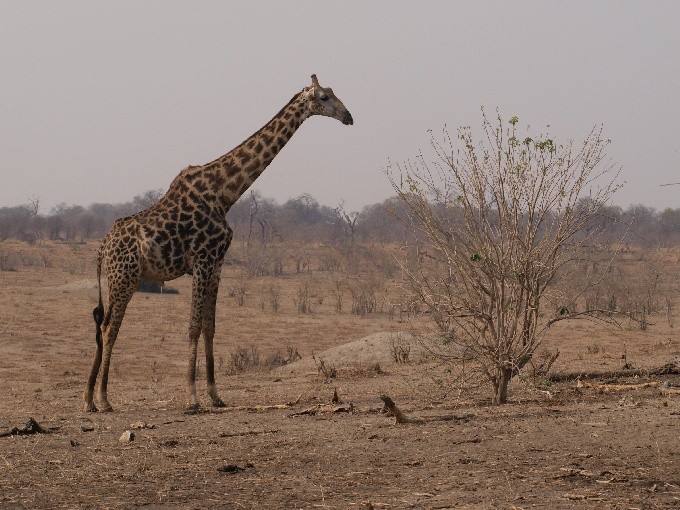 Botswana 23