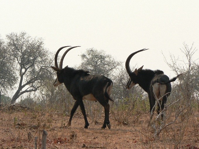 Botswana 24