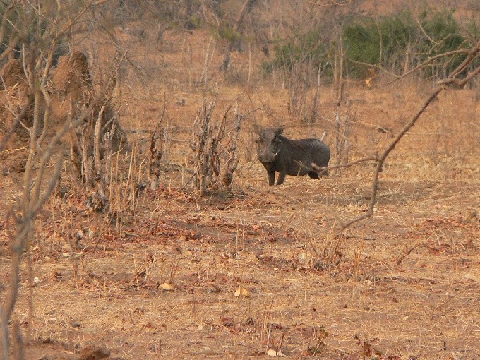 Botswana 25