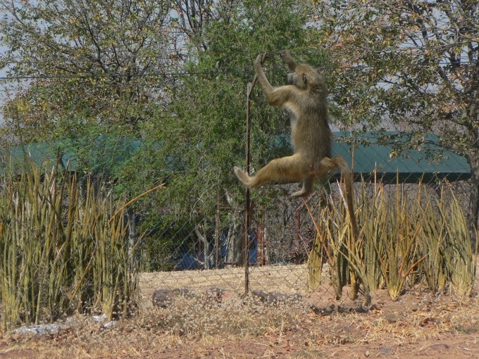 ikovn pavin
