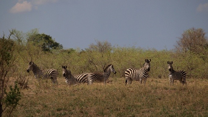 safari2 4