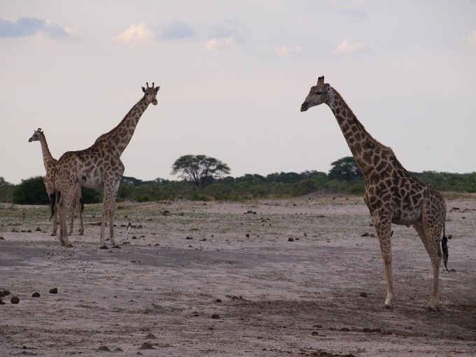 safari2 7