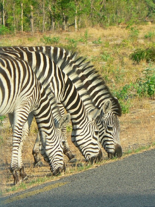safari2 8