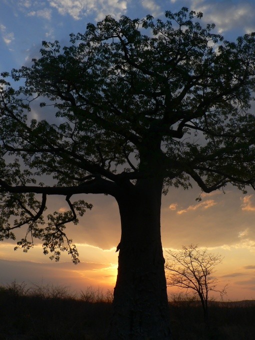 bye bye baobab